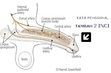 Ubat kuat lelaki  membesarkan zakar