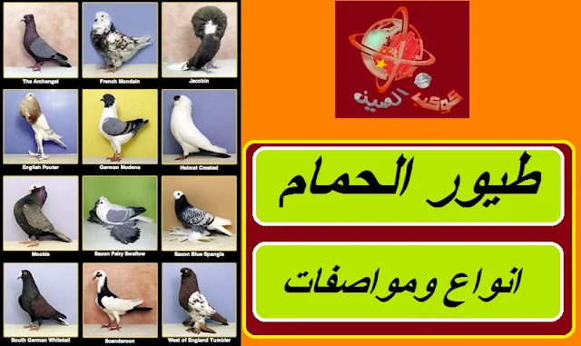 طيور الحمام