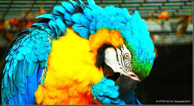 Animais (257)