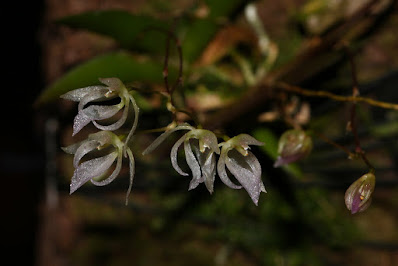 Macroclinium chasei - Chase's Macroclinium care and culture