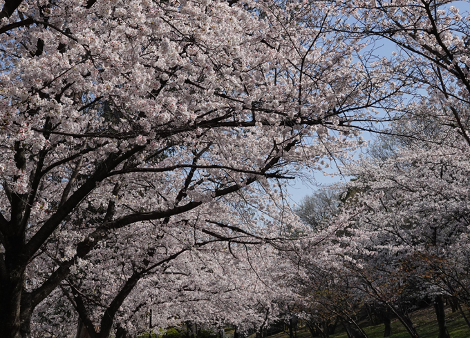 千里南公園の桜
