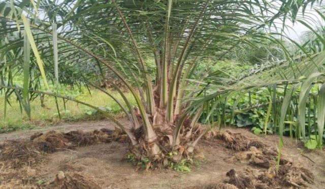 Tanaman Kelapa Sawit milik Kebun Bangun Sudah Menemuhi Standar