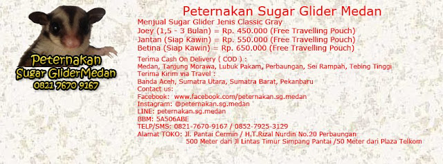 beli sugar glider medan, sugar glider murah malaysia, sugar glider murah di kedah, sugar glider murah melaka, sugar glider murah jakarta, sugar glider murah di melaka, sugar glider murah medan, sugar glider murah kl, sugar glider murah di ipoh, sugar glider murah makassar, sugar glider murah di kuantan, sugar glider murah di johor, sugar glider mosaic murah, sugar glider murah malang, sugar glider murah di penang, jual sugar glider murah meriah, sugar glider murah 2013, jual sugar glider white face murah, sugar glider murah di malaysia, sugar glider murah di bandung, sugar glider white face murah, sugar glider murah di melaka, sugar glider murah di kedah, grosir sugar glider murah, nak beli sugar glider murah, sugar glider murah di melaka, harga sugar glider murah 2013, sugar glider murah bisa nego, sugar glider murah meriah, harga sugar glider murah di bekasi, harga jual sugar glider murah bisa nego, sugar glider murah malaysia, hpw sugar glider murah, sugar glider murah purwokerto, sugar glider murah jakarta, jual hewan sugar glider murah, sugar glider paling murah, sugar glider murah kl, harga joey sugar glider murah, sugar glider murah di penang, sugar glider murah di kuantan, jual hammock sugar glider murah, jual sugar glider murah pontianak, sugar glider murah malang, harga sugar glider paling murah, harga sugar glider paling murah 2013, sugar glider murah 2013, harga sugar glider paling murah 2013, harga sugar glider paling murah di malaysia, sugar glider murah di bandung, harga sugar glider paling murah di malaysia, harga sugar glider paling murah di surabaya, sugar glider murah di kedah, harga sugar glider yang murah, harga sugar glider paling murah surabaya, sugar glider murah di melaka, sugar glider murah indonesia, jual sugar glider putih murah, sugar glider murah meriah, sugar glider murah di ipoh, harga sugar glider paling murah jakarta, sugar glider murah shah alam, sugar glider murah jakarta, sugar glider murah rm, sugar glider murah di shah alam, sugar glider murah jinak, sugar glider murah selangor, aksesori sugar glider murah, sugar glider murah jakarta barat, sugar glider murah shah alam, jual aksesoris sugar glider murah, sugar glider murah jb, sugar glider murah surabaya, sugar glider albino murah, sugar glider murah jakarta 2013, sugar glider murah semarang, sugar glider anakan murah, sugar glider murah johor, sugar glider murah solo, jual sugar glider albino murah, sugar glider joey murah surabaya, sugar glider murah sepasang, jual sugar glider anakan murah, sugar glider joy murah, sugar glider super murah, sugar glider murah bali, beli sugar glider murah di jakarta, sugar glider murah di selangor, sugar glider murah bisa nego, sugar glider murah di johor, sugar glider joey murah surabaya, sugar glider murah bandung, sugar glider murah kl, sugar glider murah daerah surabaya, sugar glider murah bogor, sugar glider murah kaskus, sugar glider murah, sugar glider murah bekasi, sugar glider murah kuala lumpur, sugar glider murah malaysia, sugar glider murah banget, sugar glider murah kuantan, sugar glider murah jakarta, sugar glider betina murah, sugar glider murah kedah, sugar glider murah kl, jual sugar glider murah balikpapan, sugar glider murah di kedah, sugar glider murah di kuantan, sugar glider murah jakarta barat, sugar glider murah di kuala lumpur, sugar glider murah 2013, jual sugar glider murah banjarmasin, sugar glider murah di kl, sugar glider murah malang, sugar glider murah cheras, sugar glider murah di kuantan, sugar glider murah di kedah, sugar glider murah cirebon, kedai sugar glider murah, sugar glider murah di melaka, sugar glider murah.com, sugar glider murah lampung, sugar glider murah di bandung, sugar glider cb murah, sugar glider leucistic murah, sugar glider murah tangerang, sugar glider cage murah, sugar glider murah kuala lumpur, jual sugar glider murah tangerang, cari sugar glider murah, jual sugar glider murah lampung, jual sugar glider murah terbaru, jual sugar glider murah cb, sugar glider murah di kuala lumpur, jual sugar glider murah jawa timur, sugar glider murah di malaysia, jual sugar glider leucistic murah, tas sugar glider murah, sugar glider murah di selangor, harga landak dan sugar glider murah, toko sugar glider murah, sugar glider murah di kuantan, sugar glider murah malaysia, tempat jual sugar glider murah di jakarta, sugar glider murah di jakarta, sugar glider murah malang, tempat penjualan sugar glider murah, sugar glider murah di bandung, sugar glider murah meriah, jual tupai sugar glider murah,gudang sugar glider medan, pecinta sugar glider medan, pouch sugar glider medan, ternak sugar glider medan, sugar glider joey medan, sugar glider community medan, jual pouch sugar glider medan, jual beli sugar glider medan, sugar glider jual di medan, sugar glider medan, beli sugar glider di medan, jual sugar glider di medan, harga sugar glider di medan, jual sugar glider daerah medan, komunitas sugar glider di medan, jual sugar glider di daerah medan, sugar glider di medan, penjual sugar glider di medan, sugar glider murah di medan, toko sugar glider di medan, harga sugar glider medan, jual sugar glider medan, jual sugar glider joey medan, komunitas sugar glider medan, jual sugar glider di kota medan, sugar glider murah medan, jual sugar glider medan murah, peternakan sugar glider di medan, penjualan sugar glider di medan, penjual sugar glider medan,