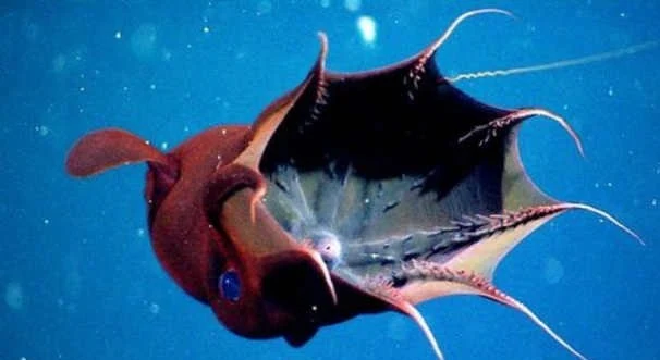 Πέντε εξωγήινα  ζώα, με απίστευτα ονόματα, που έφεραν στην Γη κάποιοι μην χαθούν [Βίντεο]