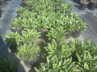 Shasta Daisy