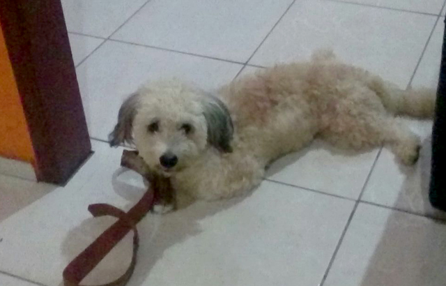 Gratifica-se bem a quem encontrar um cachorro desaparecido em Cocal