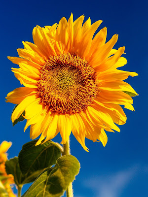 iPhone Wallpapers 4k sun flower pic