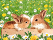 I love bunnies. I want one so bad, but the Queensland Law says I cant have .