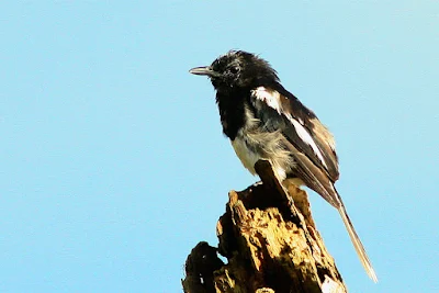 Fledgling Oriental Magpie Robin