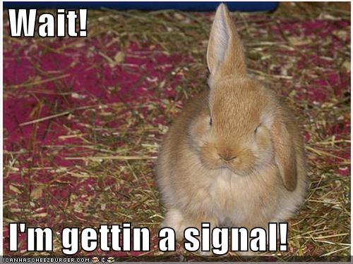 funny easter bunny pics. funny easter bunny pics. happy