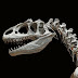 Paleontology 101 - Putting Together a Dinosaur Skeleton