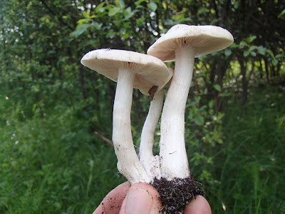 Dzwonkówka tarczowata Entoloma clypeatum