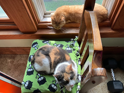 orange cat in window and calico cat on chair nearby