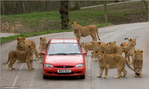 animals-attacking-cars-13