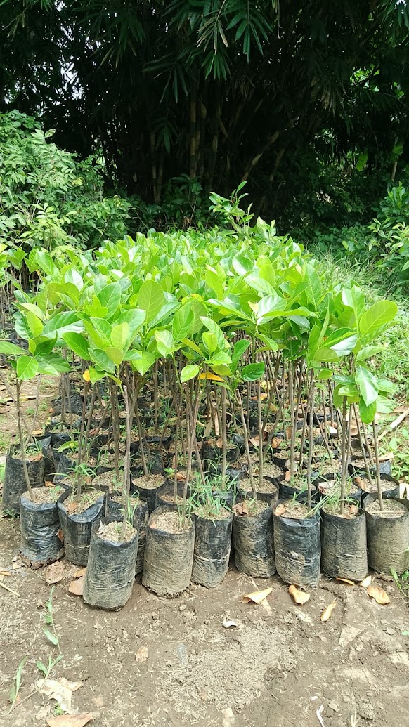 bibit nangka merah thailand tanaman hasil okulasi cepat berbuah melayani proyek pengadaan Sulawesi Selatan