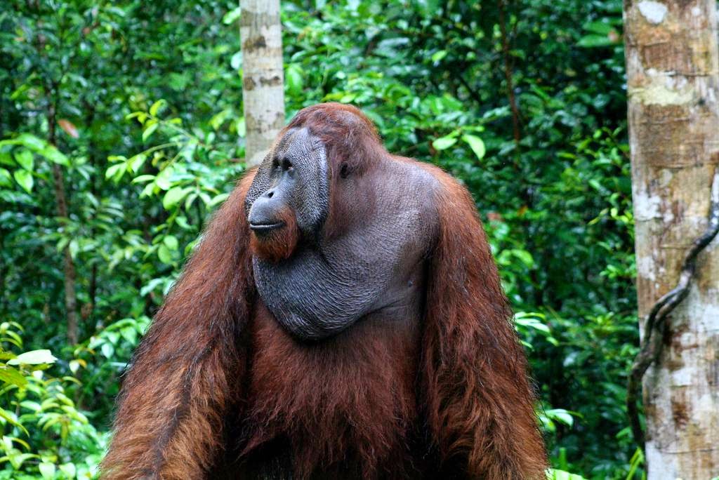 The Mystery of the Orangutan Flange  The Ark In Space