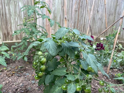 Tomatoes growing in the garden