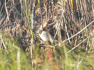 1st winter Citrine Wagtail