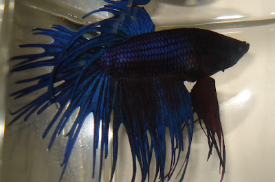 crowntail betta