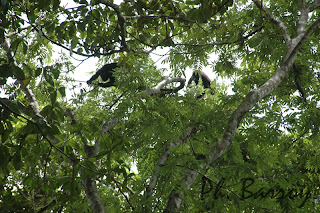 Paysages Mexique Chiapas Yaxchilan singe jungle blog photos voyage