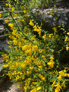 [Fabacease] Cytisus scoparius – Scotch Broom (Ginestra dei carbonai).