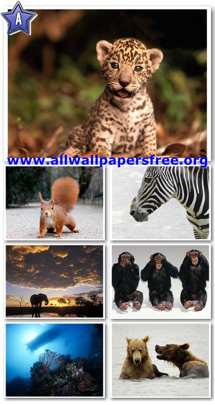 60 Amazing Animals Wallpapers 1280 X 1024 [Set 7]