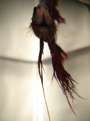 crowntail betta