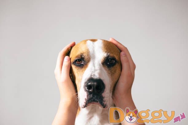 Apa Semua Buzz Tentang Pagar Anjing Bawah Tanah?