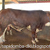 Jual Sapi Limosin-Lio Farm