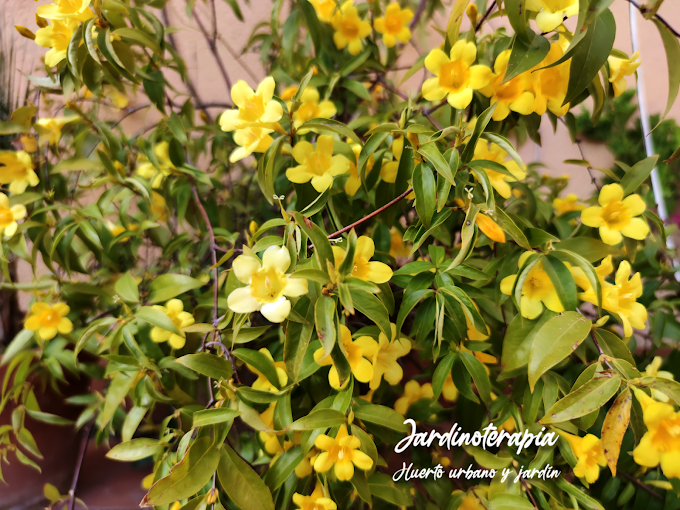 Nuestras plantas: Gelsemium sempervirens (Jazmín de Carolina)