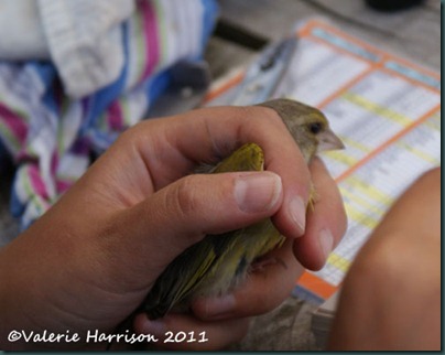 greenfinch