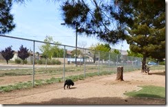 Dog Park Prescott Valley (Bubba)