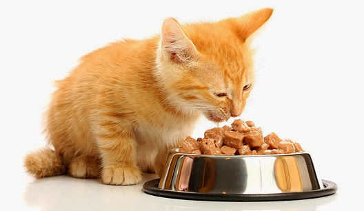 13 alimentos que são perigosos para seu gato
