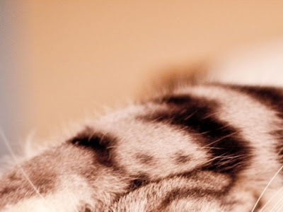 【人気ダウンロード！】 壁紙 猫 写真 254709