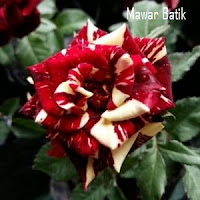 Mawar Batik