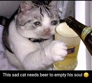 The best sad cat memes original