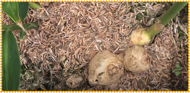 Fertilization in ginger cultivation is the provision of nutrients in the form of organic fertilizer to ginger plants. The aim is to meet the nutrient requirements needed so that ginger plants can grow optimally and produce optimally.