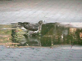 Fledgling red-tailed hawk drinking from a puddle