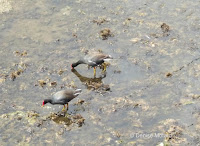 Hawaiian gallinules foraging, Kailua - © Denise Motard