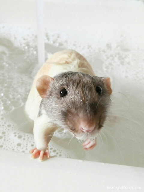 Vincent the Therapy Rat taking a bath