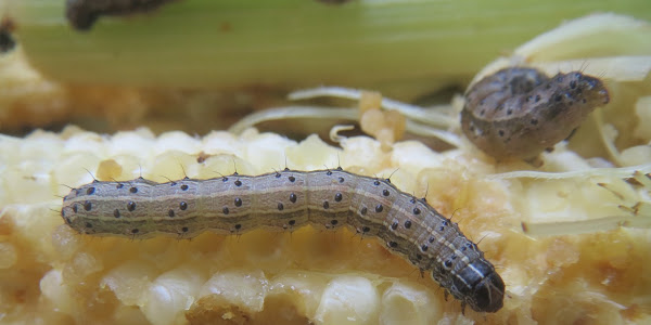 Klasifikasi dan Ekologi Spodoptera frugiperda