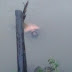 Warga Kedai Ledang Dihebohkan Atas Ditemukannya Mayat Pria Tersangkut Ditunggul Bambu Di Sungai  Silau