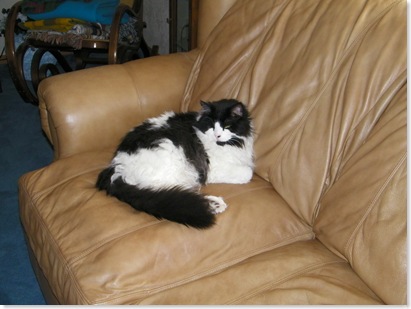 Primus, Debbi's cat