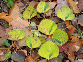 streaked aspen leaves