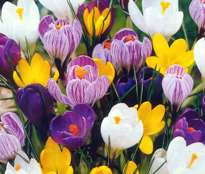 Crocus (photo borrowed from the Internet)