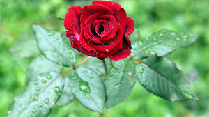 Rose wallpapers,(Rose photos,Rose pics,Rose pictures,Rose images,Rose day wallpapers,Flawers HD wallpaper)