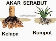 Terbaru Akar Pohon Kelapa Serabut Atau Tunggang