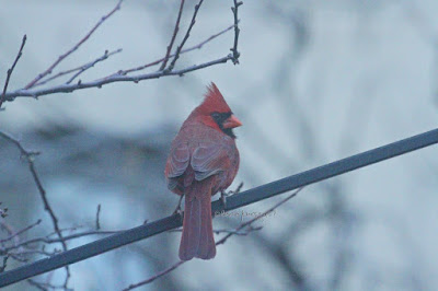 This image features a male cardinal perched on a metal rod. Bare branches are behind it. He is staring very intently at something  unbeknownst to me, but whatever he sees might be making him uncomfortable, as his crest is slightly raised. This bird type is featured in my three volume book series, "Words In Our Beak."  Information is in another post within this blog @https://www.thelastleafgardener.com/2018/10/one-sheet-book-series-info.html