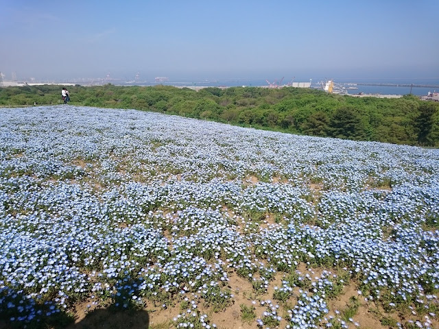 Parque Nacional Hitachi Seaside