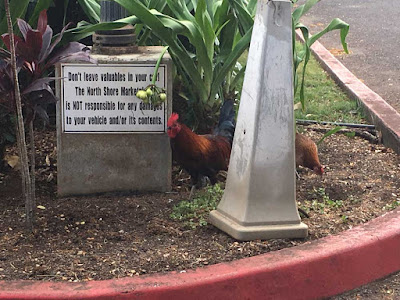 A red, orange, and black-green rooster peering out from behind a concrete bollard in a red-curbed parking lot, next to a concrete lamppost base with a sign reading "Don't leave valuables in your car! The North Shore Market [obscured by an overhanging plant] is NOT responsible for any damages to your vehicle and/or its contents." The rooster seems unimpressed.